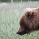 Illustration for article titled Please Enjoy This Gallery Of Amazing Bear Photos
